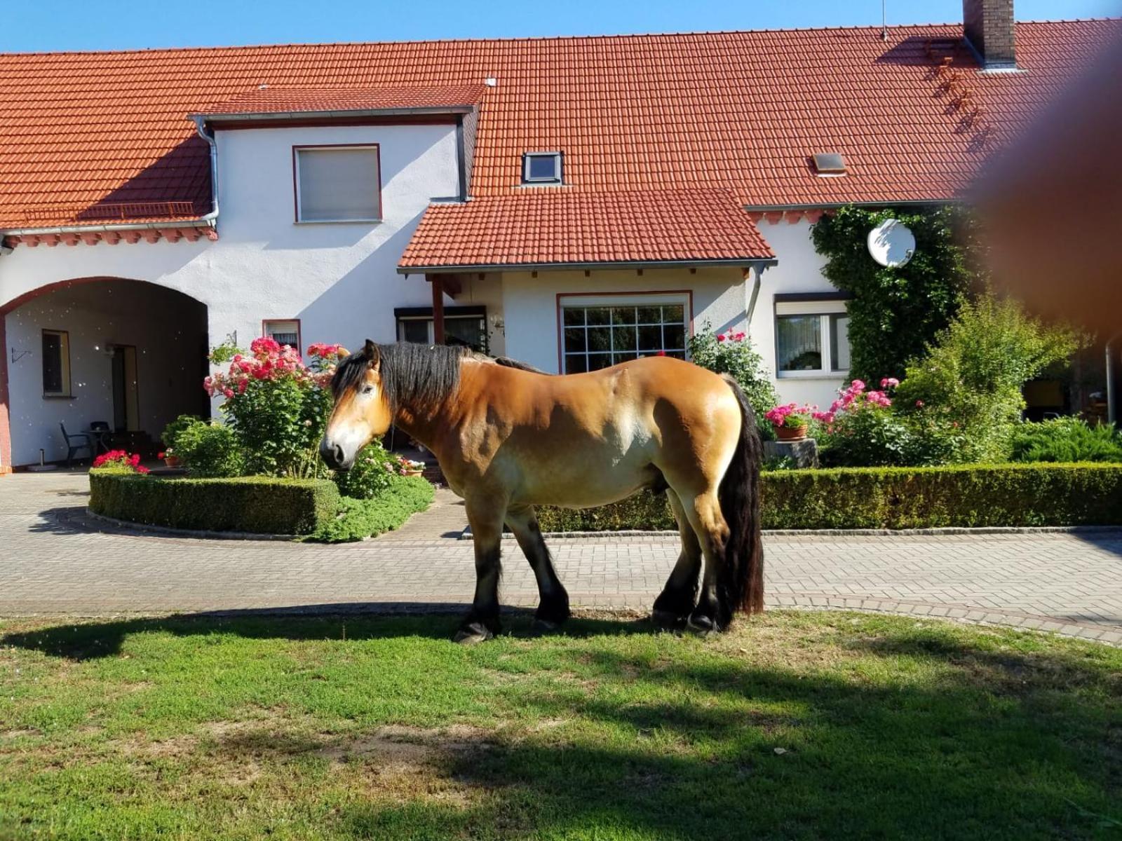 Top-Moderne Ferienwohnung Und Apartments Auf Frueherem Wunderschoenen Bauernhof Im Elbe-Elster-Kreis In Brandenburg Bei Herzberg-Elster, Schoenewalde, Holzdorf Buitenkant foto